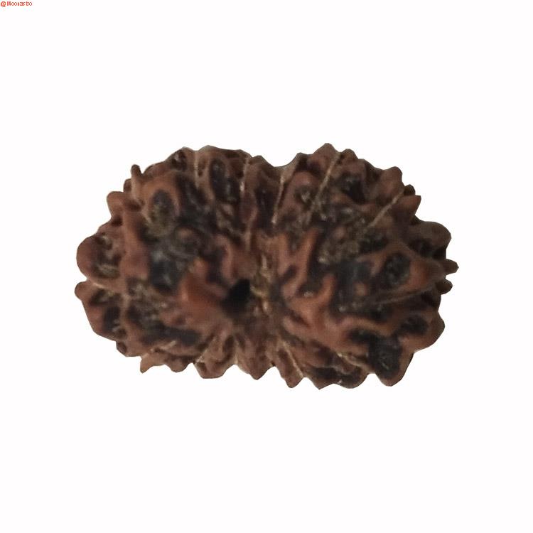 14 mukhi rudraksha